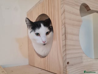 Domestic Shorthair cats - Advert 9