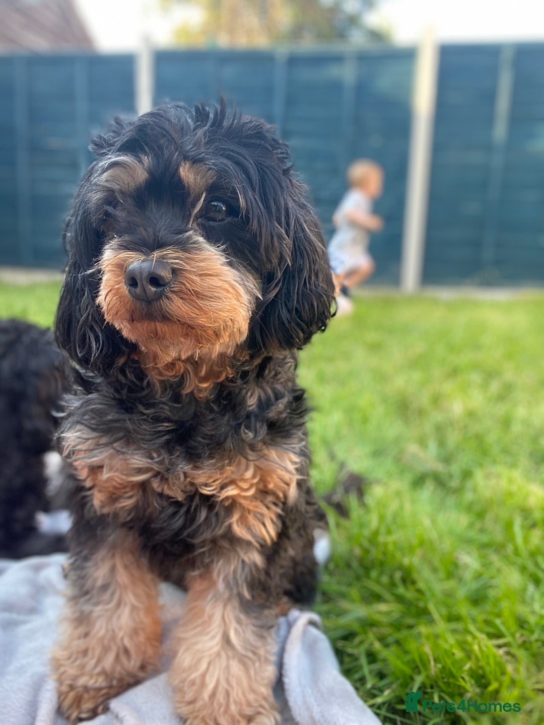 Cavapoo dogs for sale: Beautiful Cavapoos - Image 10