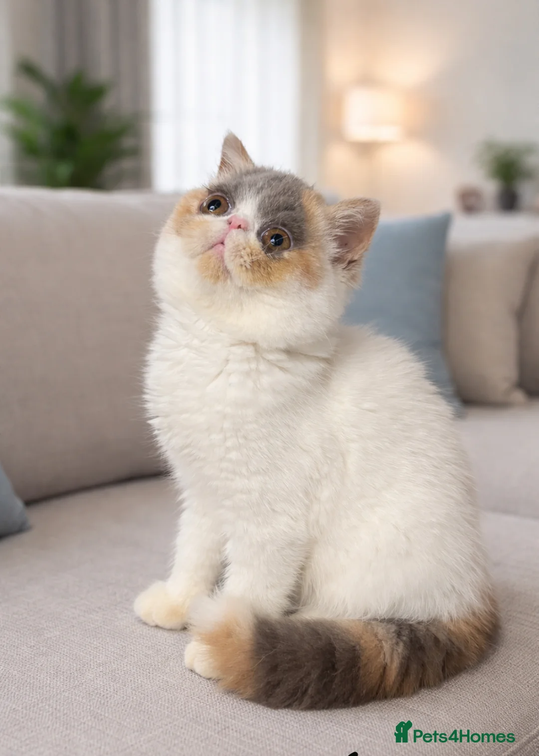 Exotic cats for sale: 💗 FEMALE EXOTIC KITTEN READY NOW  💗 - Advert 3