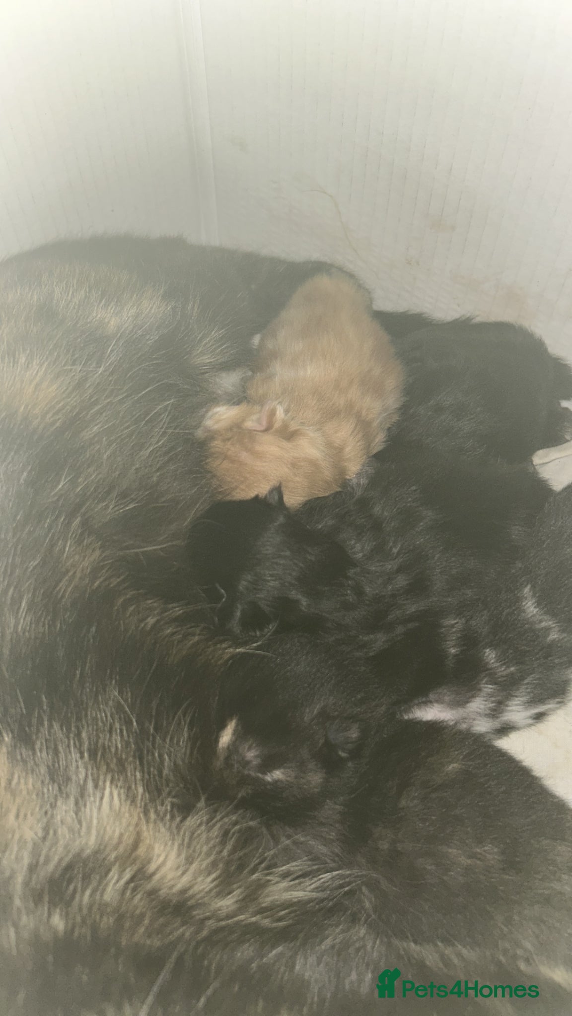 Mixed Breed cats Fluffy kittens  - Advert 10