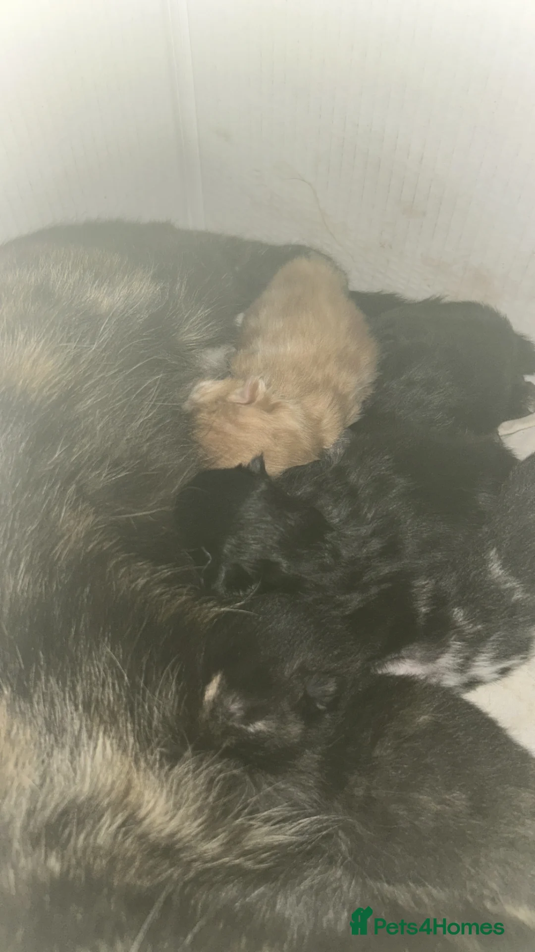 Mixed Breed cats for sale: Fluffy kittens  - Advert 1