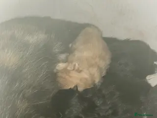 Mixed Breed cats Fluffy kittens - Advert 16