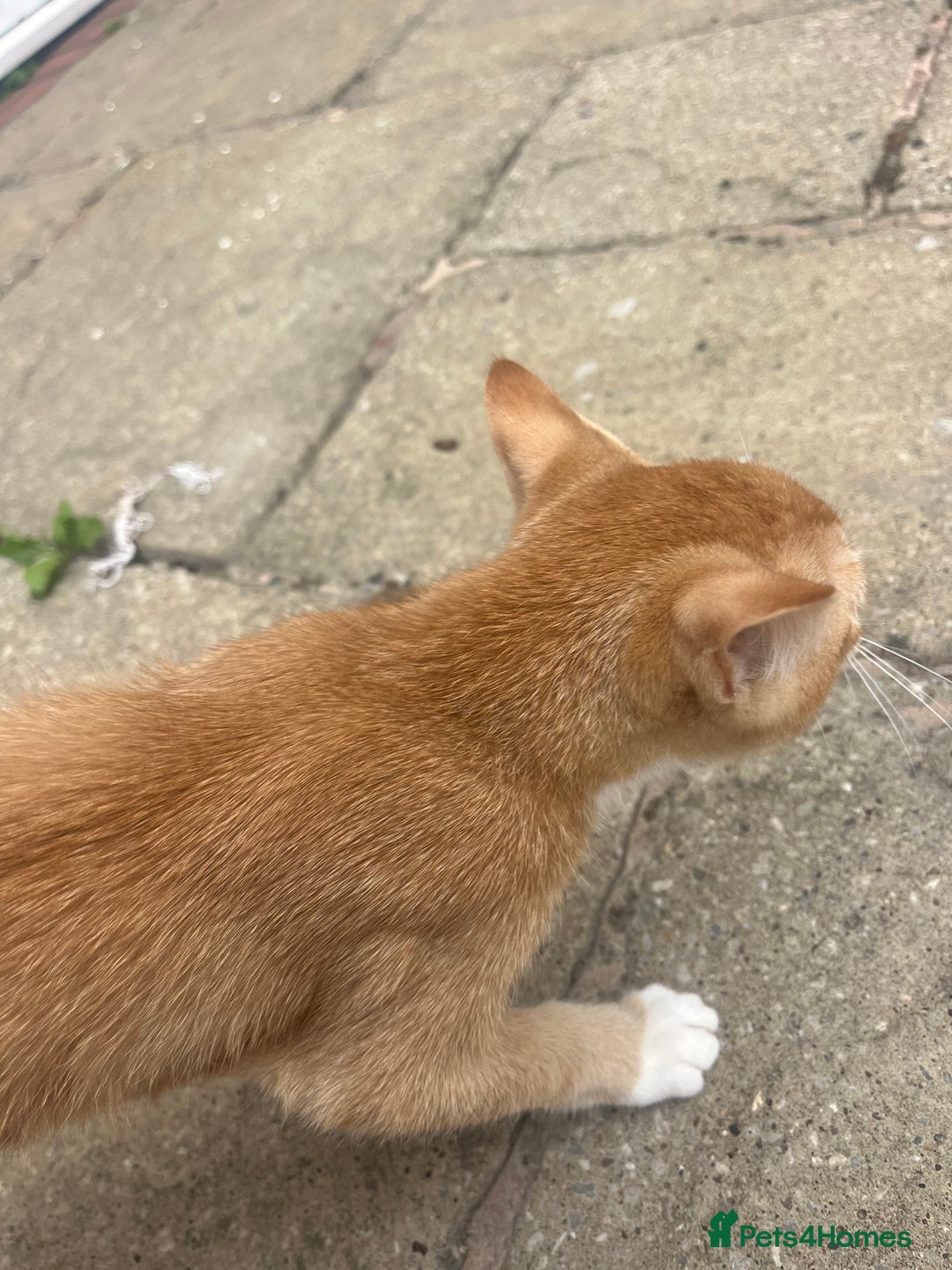 Bengal cats for sale: Cat no longer wanted  - Image 2