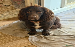 Cocker Spaniel dogs for sale: Cocker spaniel  - Image 1