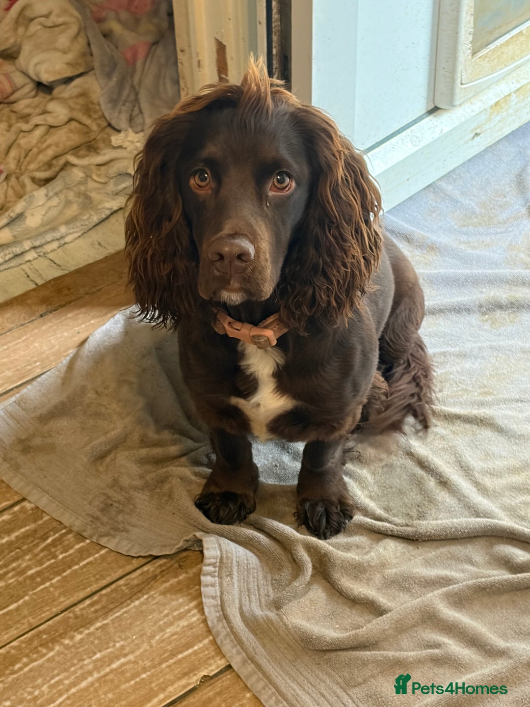 Cocker Spaniel dogs for sale: Cocker spaniel  - Image 1