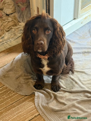 Cocker Spaniel dogs - Advert 1