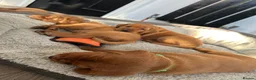 Labrador Retriever dogs for sale: Dark fox red Labrador puppies in Newcastle upon Tyne - Advert 15