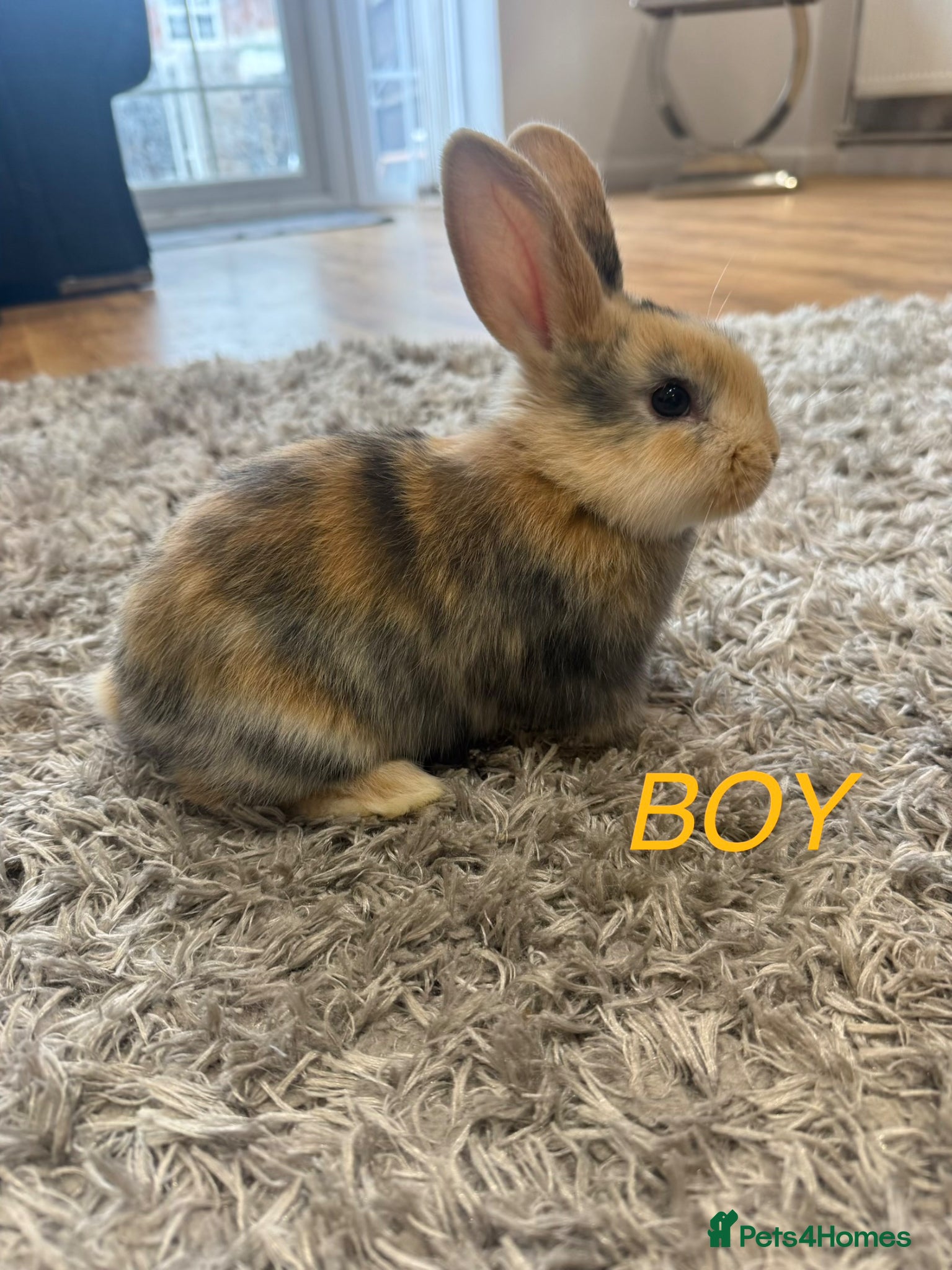 Mini Lion Lop rabbits 5 adorable bunnies for Sale 🩷💙 - Advert 1