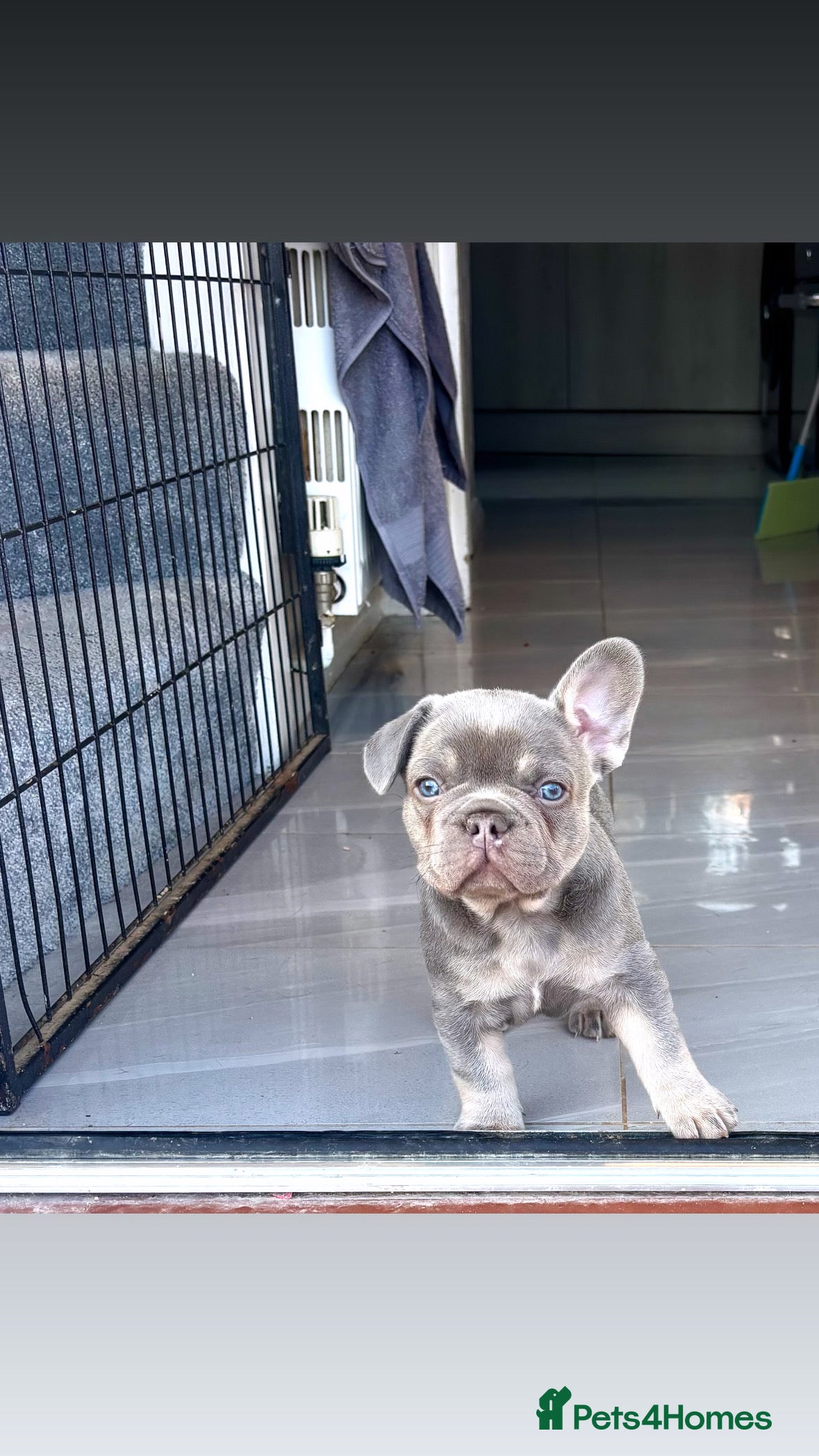 French Bulldog dogs 🤎🐻 Beautiful Quality Baby Dogs  🐻🤎 - Advert 16