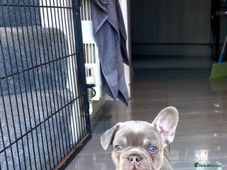 French Bulldog dogs 🤎🐻 Beautiful Quality Baby Dogs 🐻🤎 - Advert 16