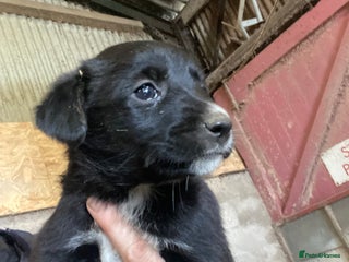 Mixed Breed dogs Welsh collie x red fox Labrador - Advert 1