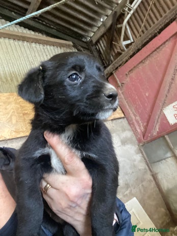 Mixed Breed dogs Welsh collie x red fox Labrador - Advert 10