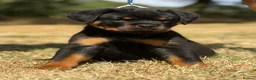 Rottweiler dogs for sale: ⭐️ Best Breeding in the UK 🇬🇧 ⭐️ - Advert 12