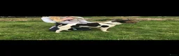 Jack Russell dogs for sale: Jack Russell Puppies for sale - Advert 14
