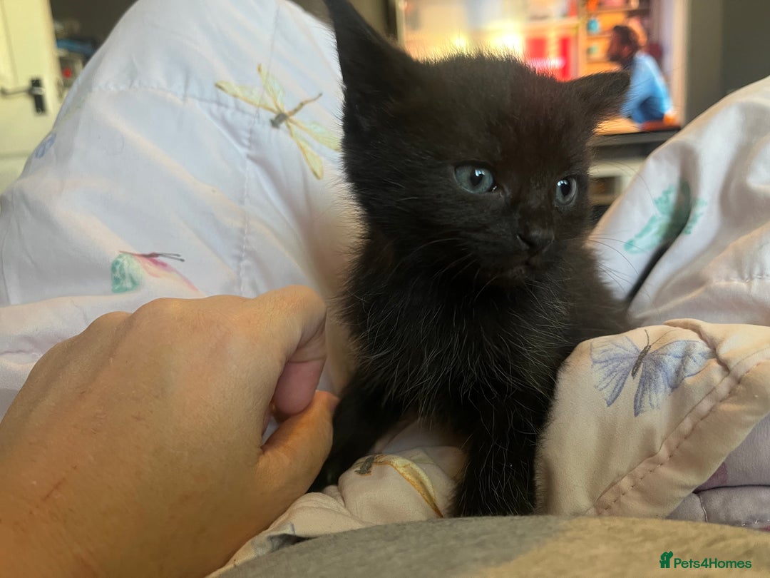 Mixed Breed cats for sale: Adorable kittens - Image 3