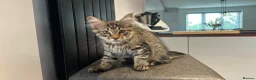 Maine Coon cats for sale: Beautiful Maine Coon Kittens for Sale - Advert 8