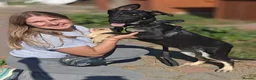 Mixed Breed dogs for adoption: 💙🐶 TOBIK – THE BEST PUPPY I EVER MET - Advert 1