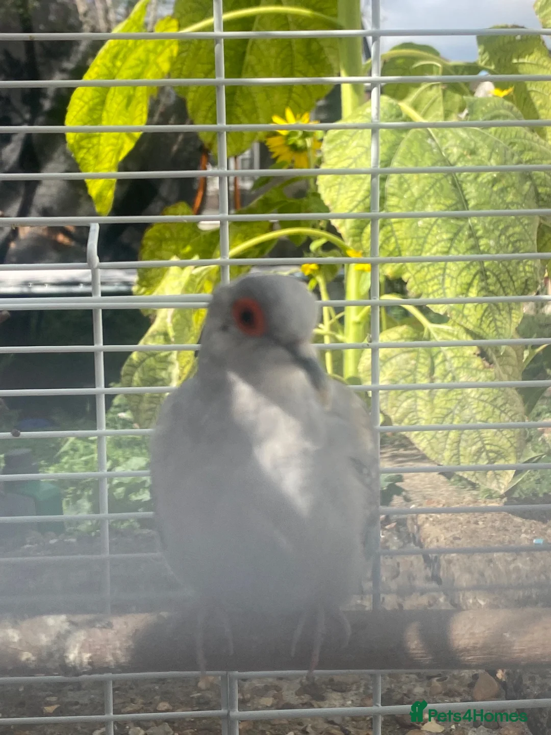 Doves birds for sale: Female diamond dove for sale  - Advert 4