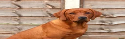 Labrador Retriever dogs for stud: Perfect 0/0 Hips & Elbows Dark Fox Red Labrador ⭐️ - Advert 33