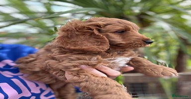Cockapoo dogs - Advert 6