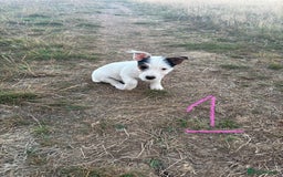 Mixed Breed dogs for sale: Sealyham x Jack Russell - Image 2