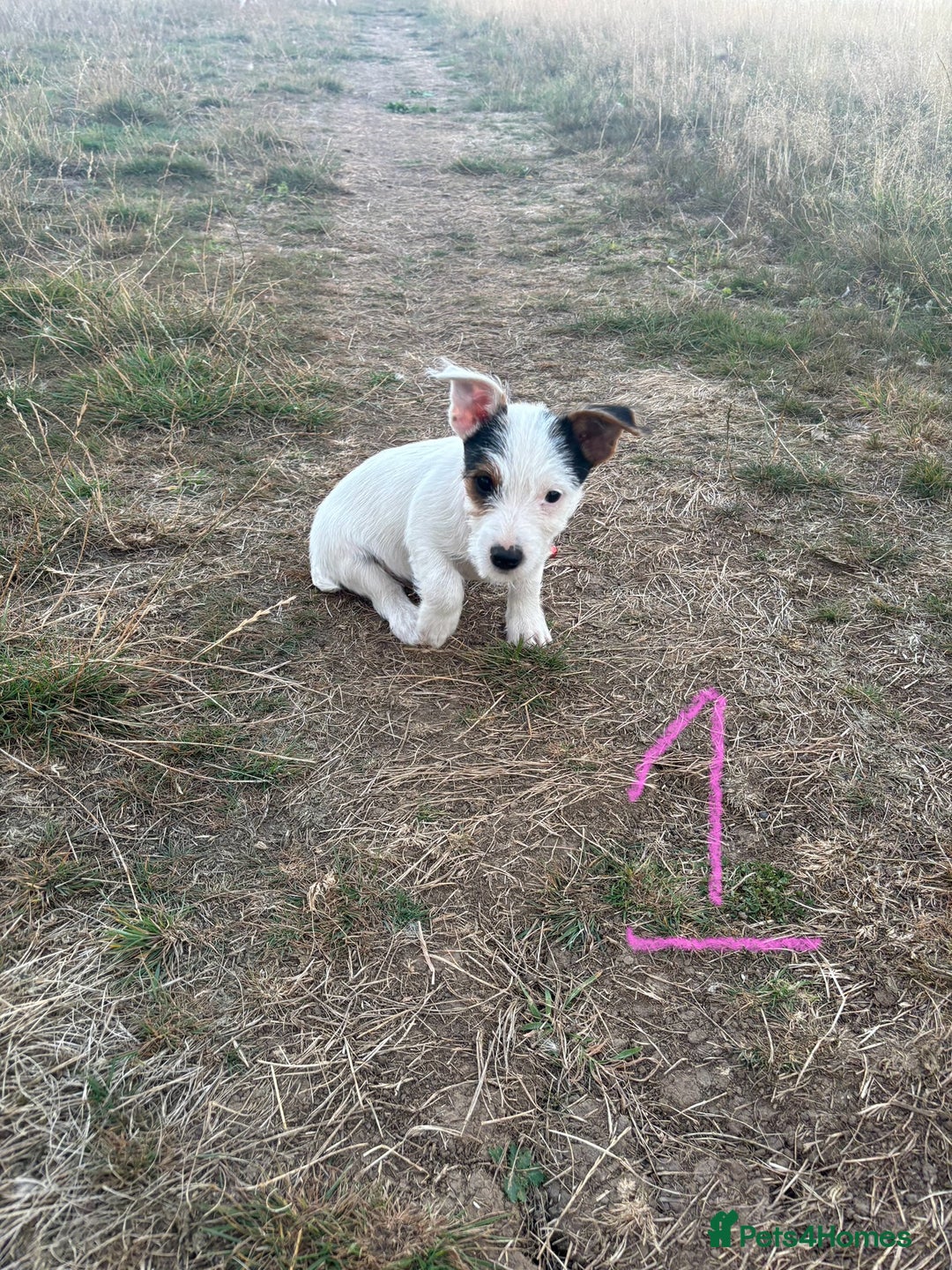Mixed Breed dogs for sale: Sealyham x Jack Russell - Image 2