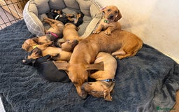 Dachshund dogs for sale: Standard dachshund puppies in Crawley - Image 1
