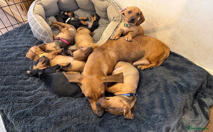 Dachshund dogs - Advert 8