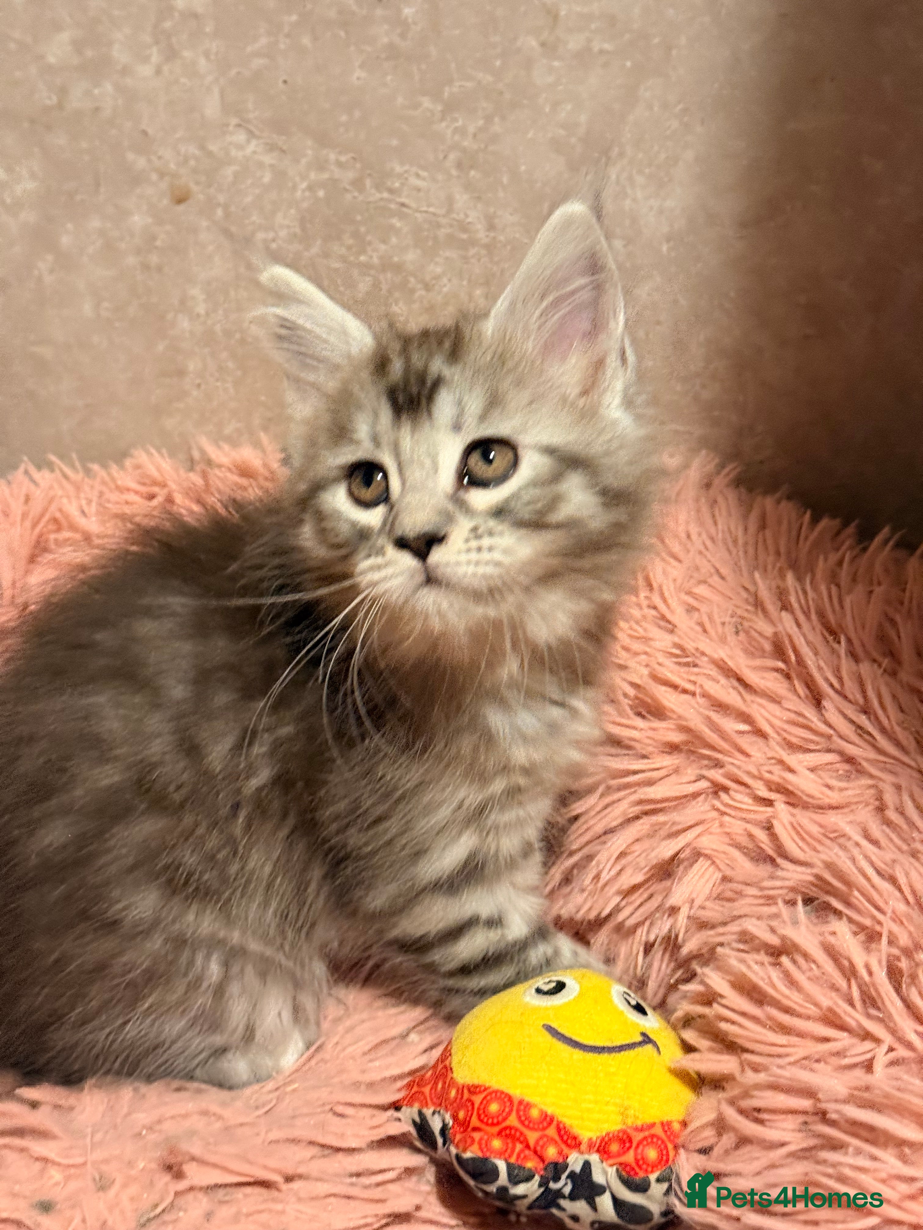 Maine Coon cats GCCF Maine coon stunning large kittens  - Advert 9