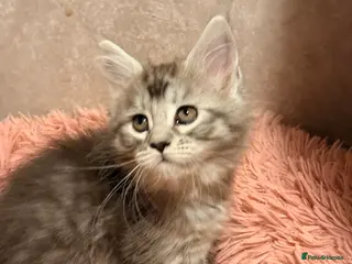 Maine Coon cats GCCF Maine coon stunning large kittens - Advert 9