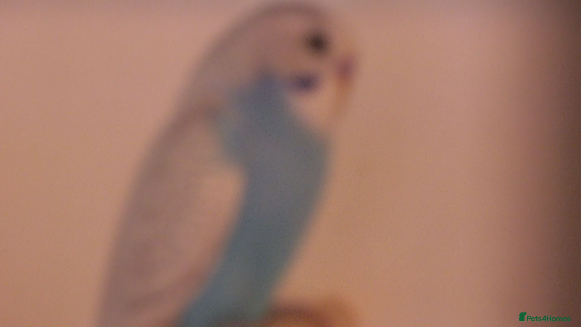 Budgerigars birds Beautiful Baby Boy Budgie 7 Weeks Old - Advert 6