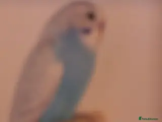 Budgerigars birds Beautiful Baby Boy Budgie 7 Weeks Old - Advert 6