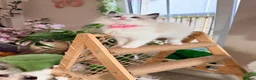 Ragdoll cats for sale: Show quality Ragdoll kittens from champion lines - Advert 28