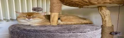 Scottish Fold cats for stud: NY12 GOLDEN CHINCHILLA SCOTTISH FOLD MALE FOR STUD - Advert 2