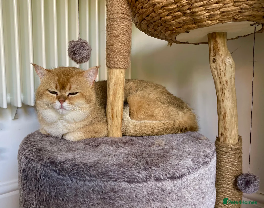 Scottish Fold cats for stud: NY12 GOLDEN CHINCHILLA SCOTTISH FOLD MALE FOR STUD - Advert 2