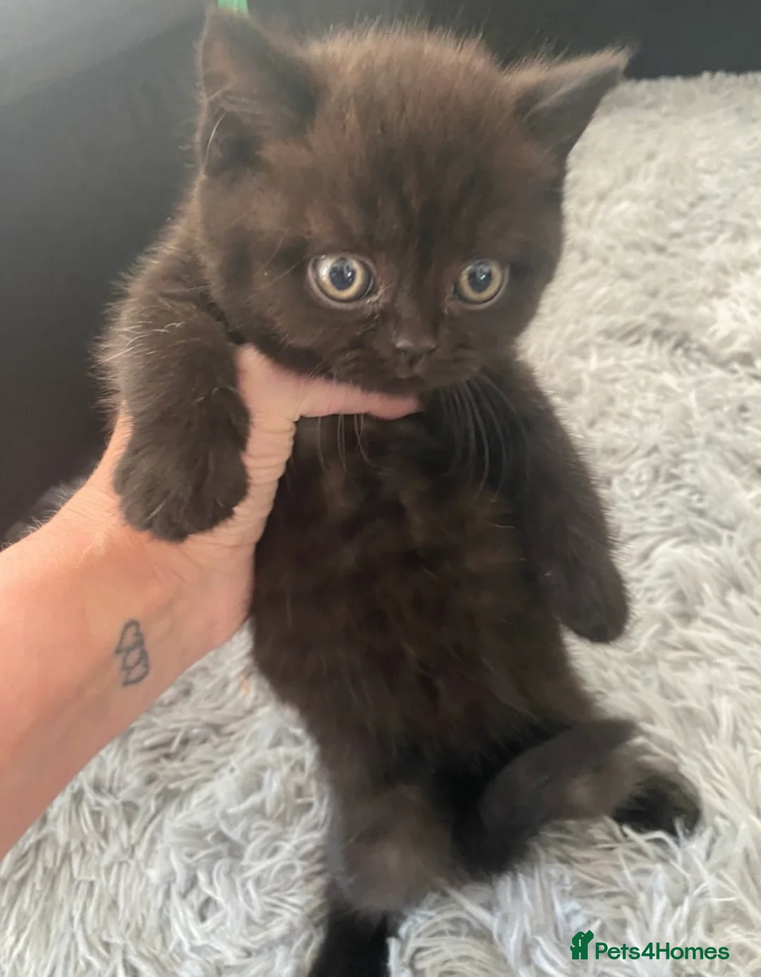 British Shorthair cats for sale: 5 British Shorthair Kittens - Advert 1