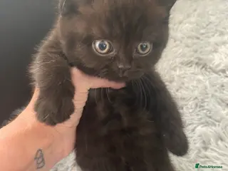 British Shorthair cats 5 British Shorthair Kittens - Advert 13