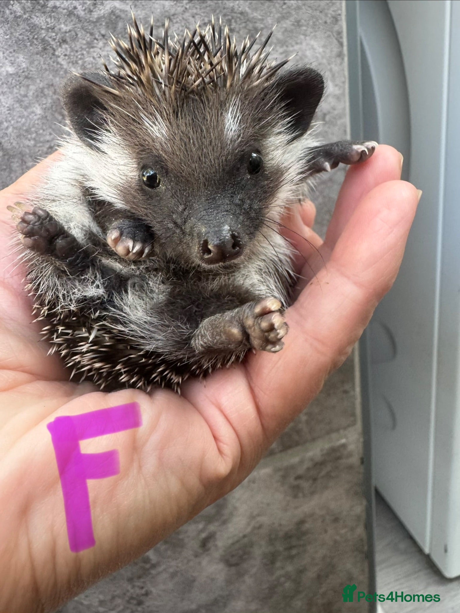 Pygmy Hedgehog rodents 8wk old APH babies mixed masks/colours setup poss  - Advert 1