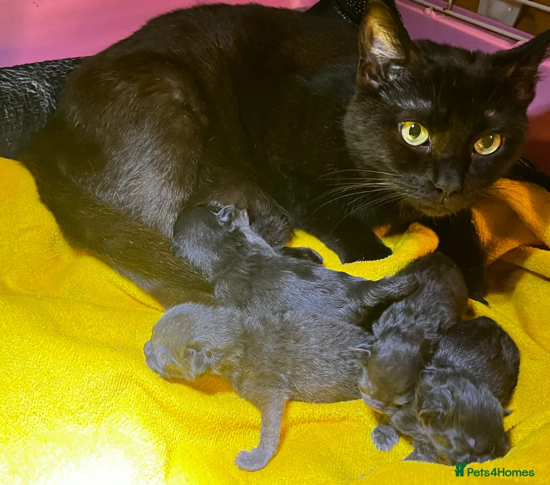 Persian cats for sale: Persian mix kittens - Advert 1