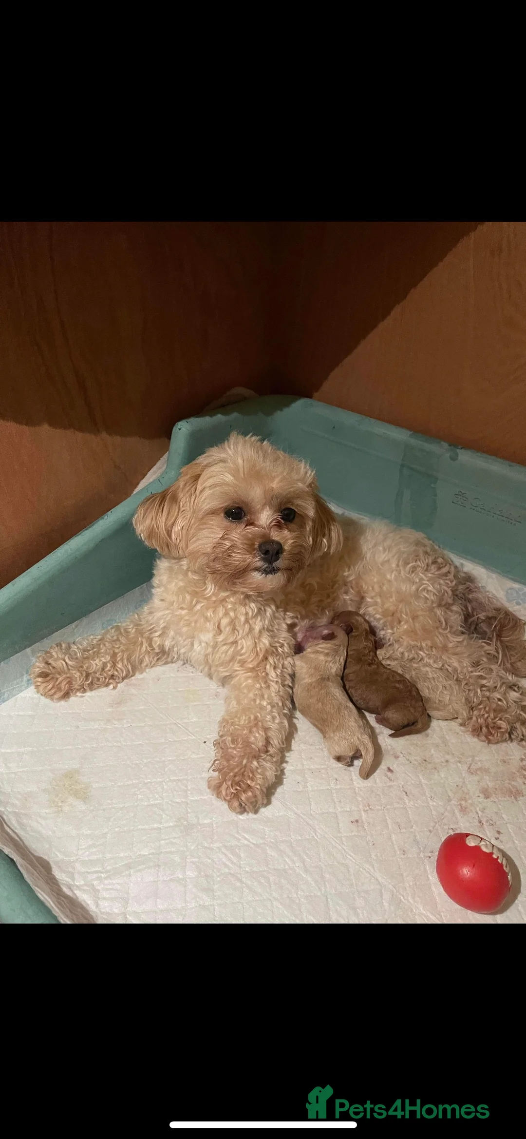 Toy Poodle dogs for stud: KC Red Toy Poodle in Cardigan - Advert 11