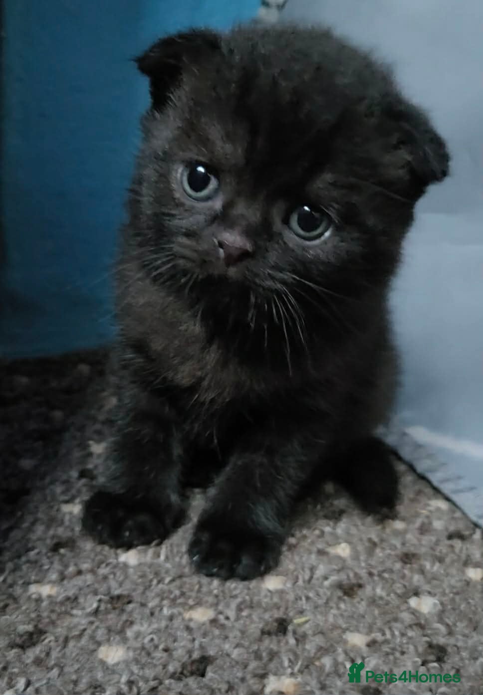 Scottish Fold cats Scottish Fold Kitten – 6 Weeks Old - Advert 7