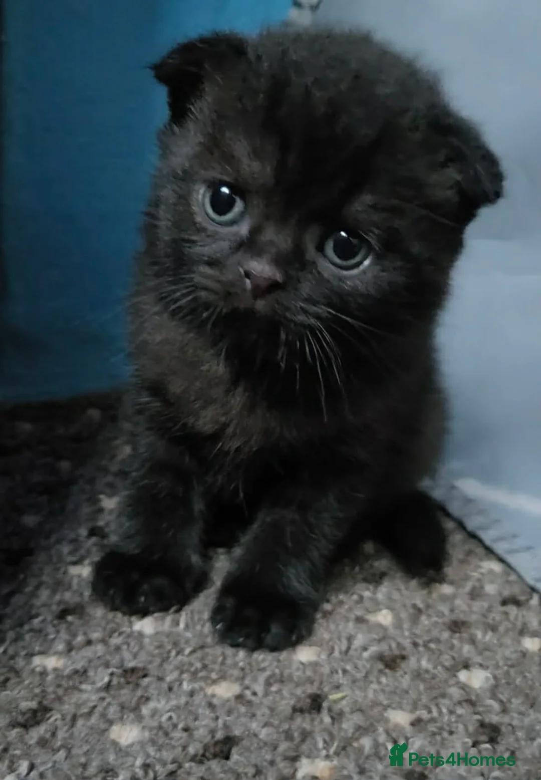 Scottish Fold cats for sale: Scottish Fold Kitten – 6 Weeks Old in Worcester - Advert 1