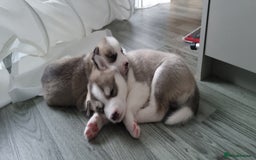Siberian Husky dogs for sale: Husky puppies - Image 11