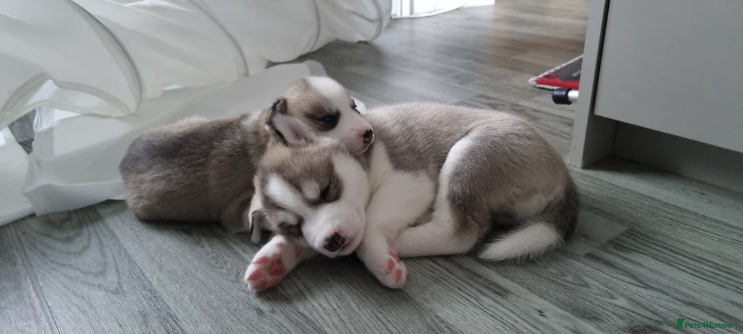 Siberian Husky dogs for sale: Husky puppies - Image 11