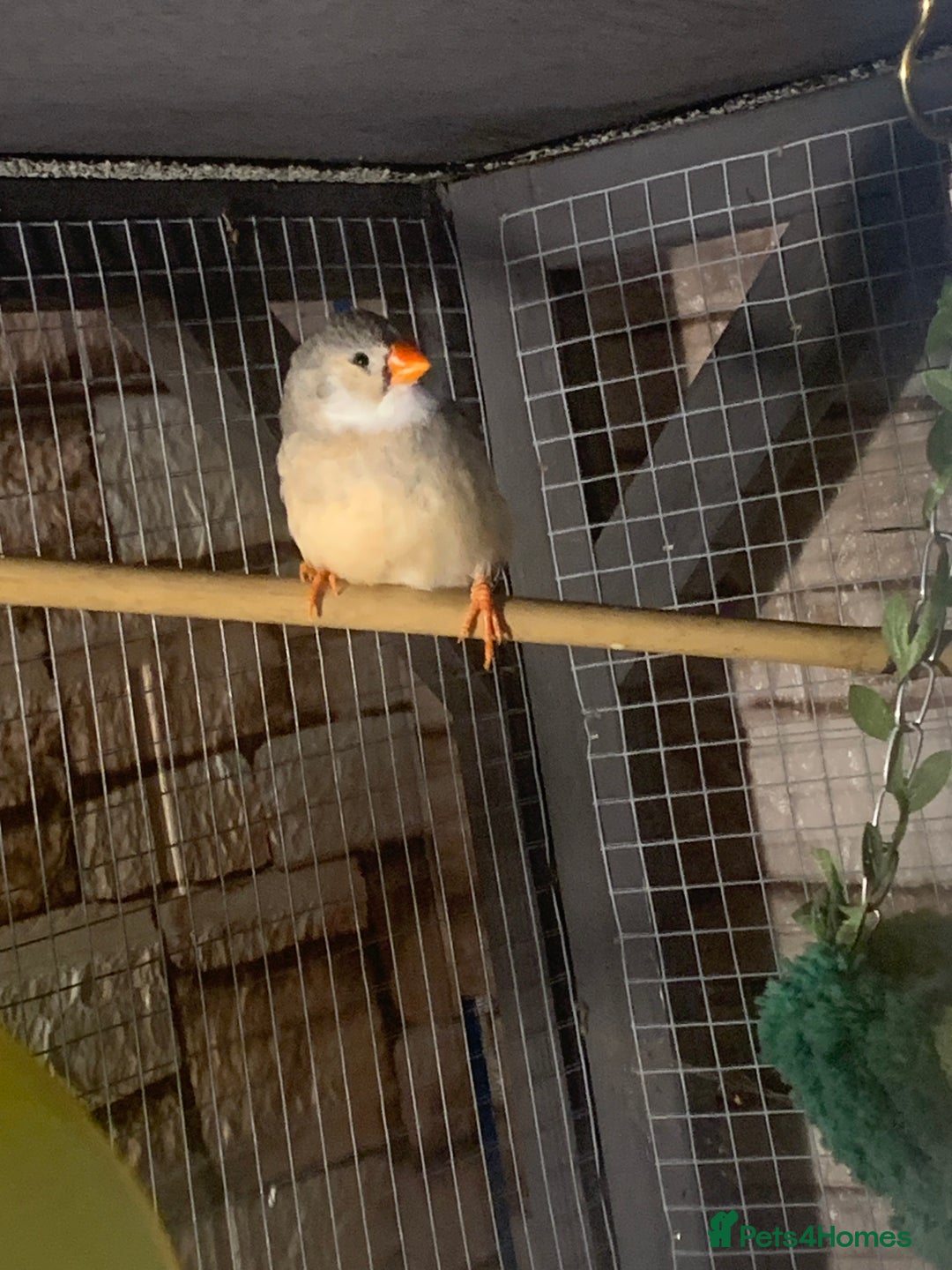 Finches birds for sale: Female Zebra finch  - Advert 2