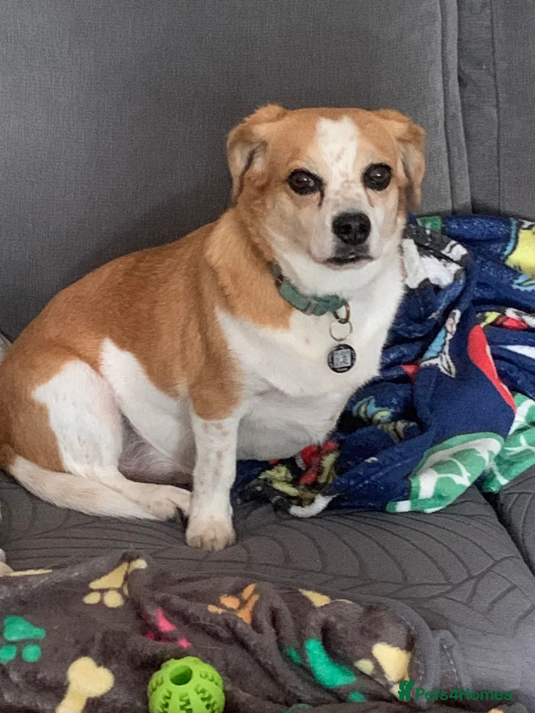 Mixed Breed dogs for sale: Buddy in Ipswich - Advert 1