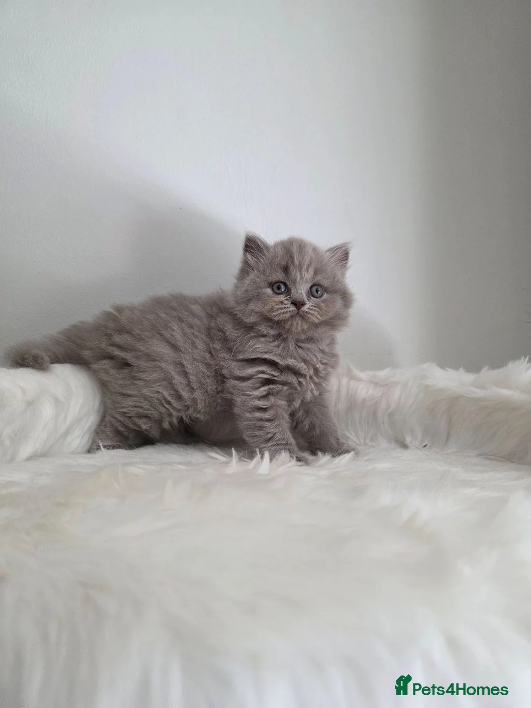British Shorthair cats for sale: Exceptional GCCF 🏆 British longhair female  - Advert 2