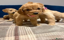 Goldendoodle dogs for sale: Adorable Golden Cocker Doodles  - Image 6