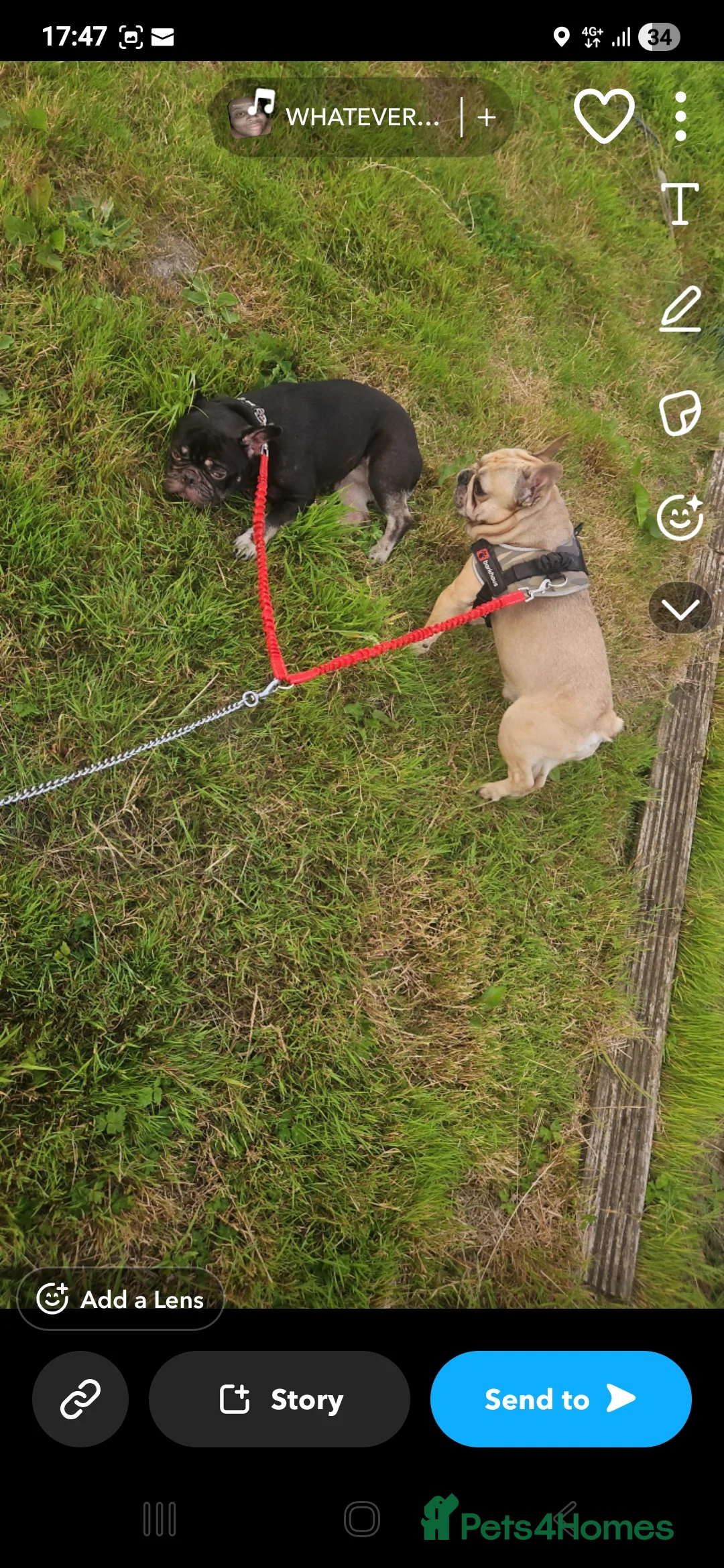 French Bulldog dogs for sale: 2 french bulldogs female and male - Advert 2