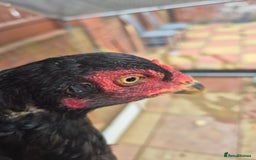 Chickens poultry for sale: 2 pure aseel hens - Image 2